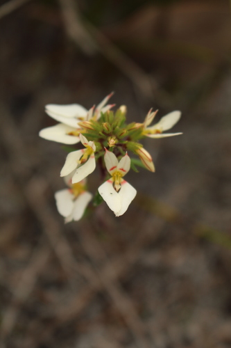 Image of Levenhookia pauciflora by (c) Em Lamond, some rights reserved (CC BY)