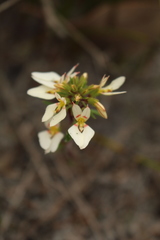 Levenhookia pauciflora