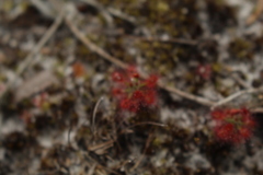 Drosera roseana