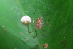 Theridion zonulatum