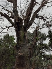 Enterolobium contortisiliquum