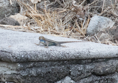 Sceloporus horridus