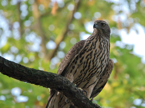Eurasian Goshawk (Astur gentilis), photo 8