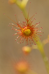 Drosera sulphurea