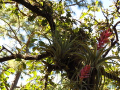 Tillandsia bourgaei
