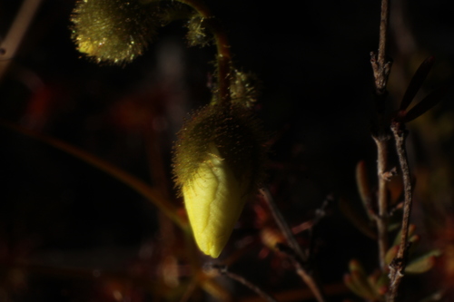 Drosera sulphurea (Drosera sulphurea)