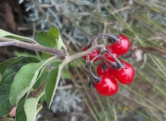 Solanum dulcamara