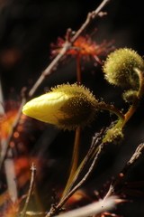 Drosera sulphurea
