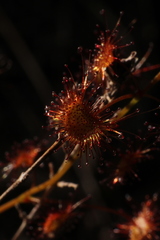 Drosera sulphurea