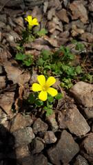 Oxalis conorrhiza