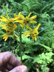 Packera streptanthifolia