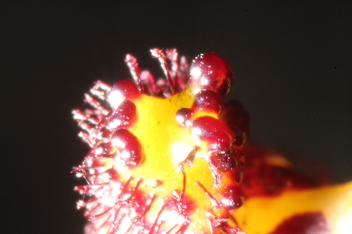 Image of Drakaea livida by (c) Em Lamond, some rights reserved (CC BY)