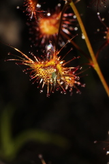 Drosera sulphurea