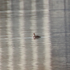 Podiceps auritus