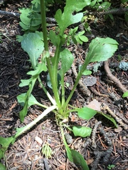 Packera streptanthifolia