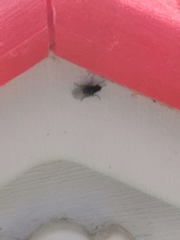 Calyptratae