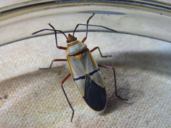 Dysdercus intermedius