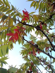 Rhus typhina