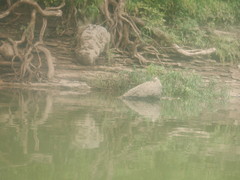 Graptemys geographica