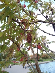 Rhus typhina