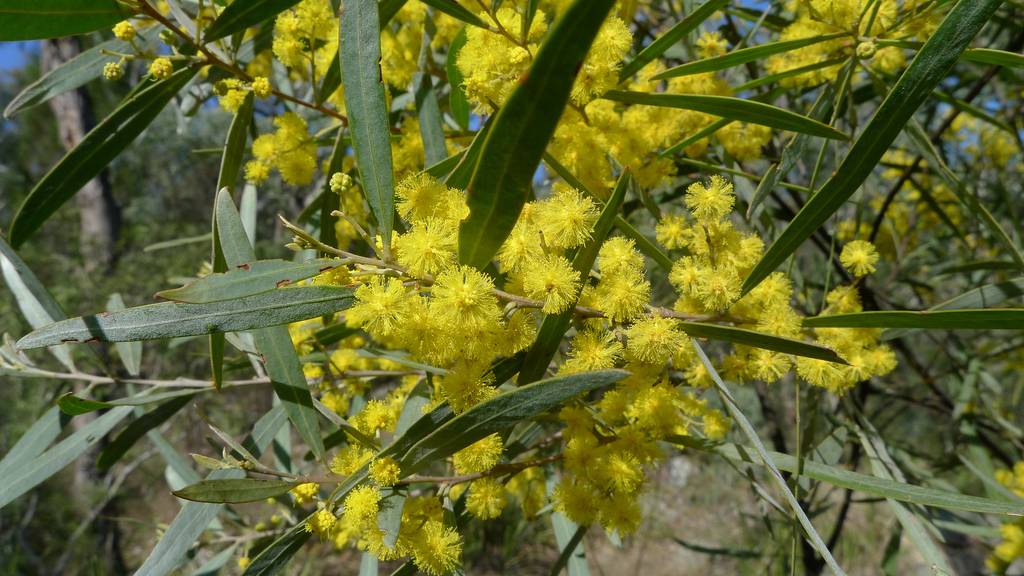 Mimosa