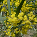 Acacia neriifolia - Photo (c) John Tann，保留部份權利CC BY