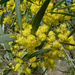 Oleander Wattle - Photo (c) John Tann, some rights reserved (CC BY)