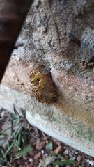 Tetragonisca fiebrigi