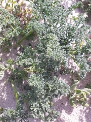 Dasispermum