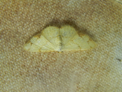 Lomographa indularia