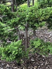 Chamaecyparis obtusa