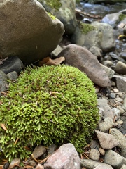 Sciuro-hypnum plumosum