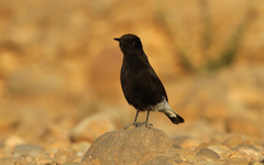Black Wheatear photo 2