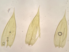 Sciuro-hypnum plumosum