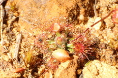 Drosera platystigma