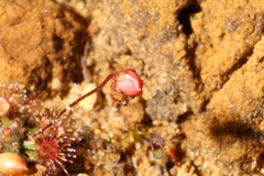 Drosera platystigma