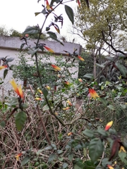 Justicia floribunda