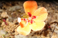 Drosera platystigma