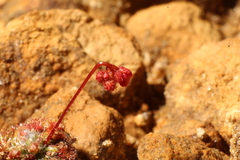Drosera platystigma