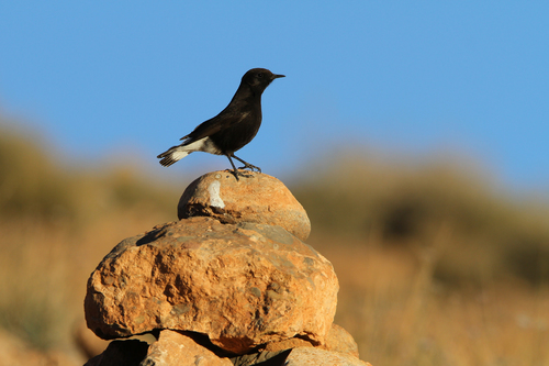 Foto de Black Wheatear