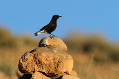Black Wheatear photo 3