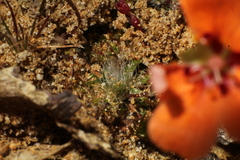 Drosera platystigma