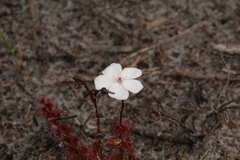 Drosera platypoda
