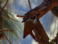 Lepidocolaptes leucogaster