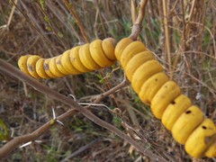 Prosopis strombulifera