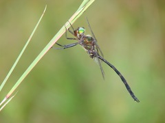 Somatochlora linearis