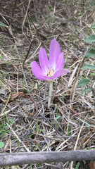 Colchicum autumnale