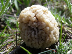 Morchella steppicola