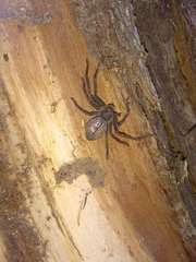 Polybetes trifoveatus