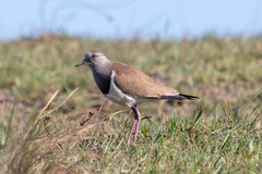 Vanellus melanopterus